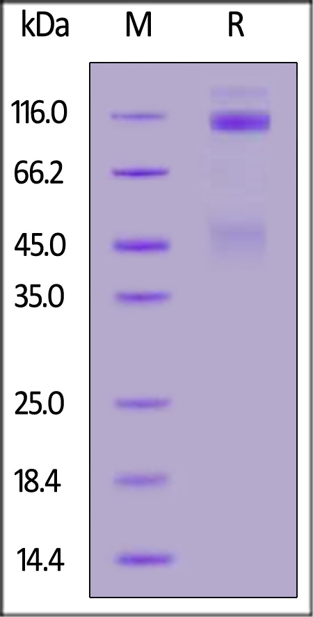 IGR-H5229-sds