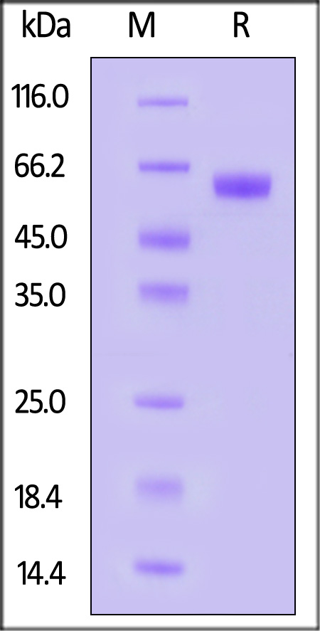 IGFBP-3 R SDS-PAGE