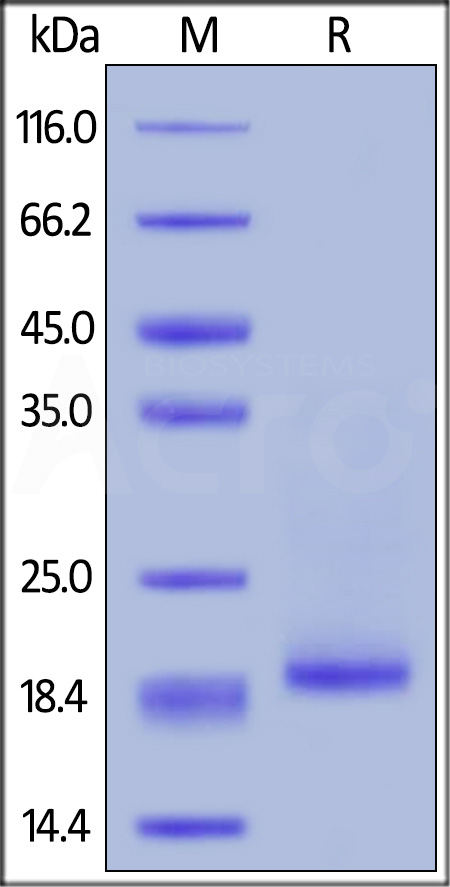 IL0-H4248-sds