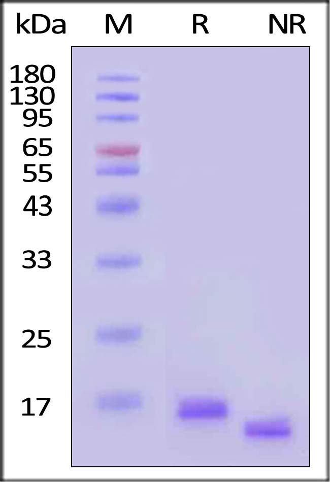 IL-10 SDS-PAGE