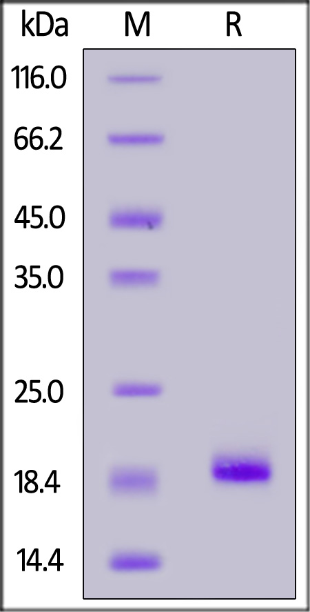 IL0-H5243-sds