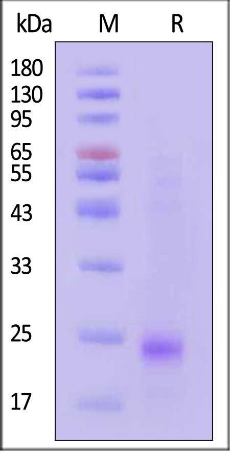 IL0-M4248-sds