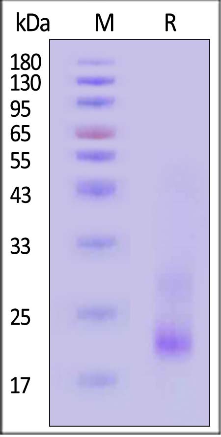 IL1-C5245-sds