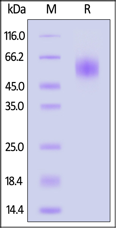 IL1-C52H8-sds