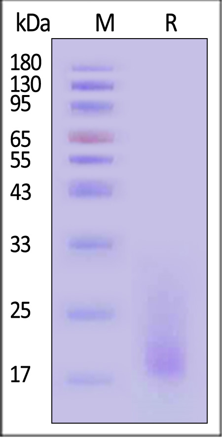 IL1-H5219-sds