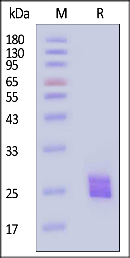 IL1-H5243-sds