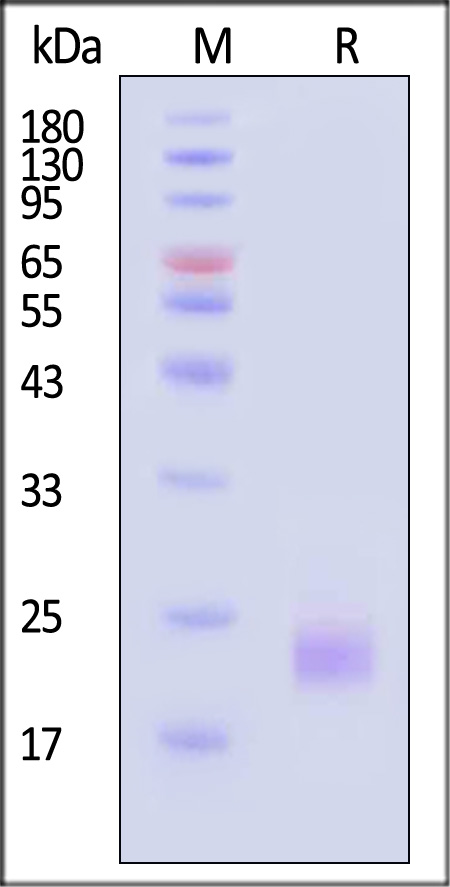 IL1-H5247-sds