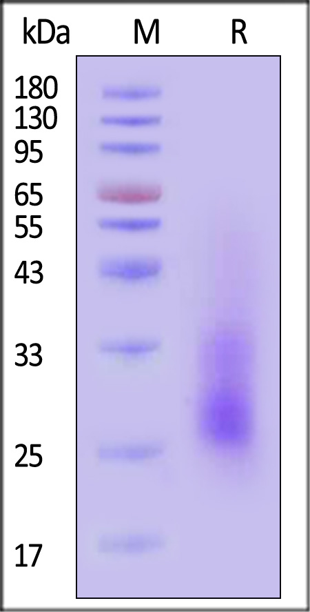 IL1-H82E6-sds