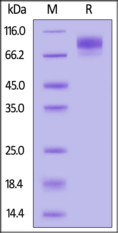 IL1-H82F6-sds