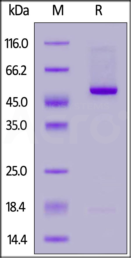 IL1-H82F7-sds