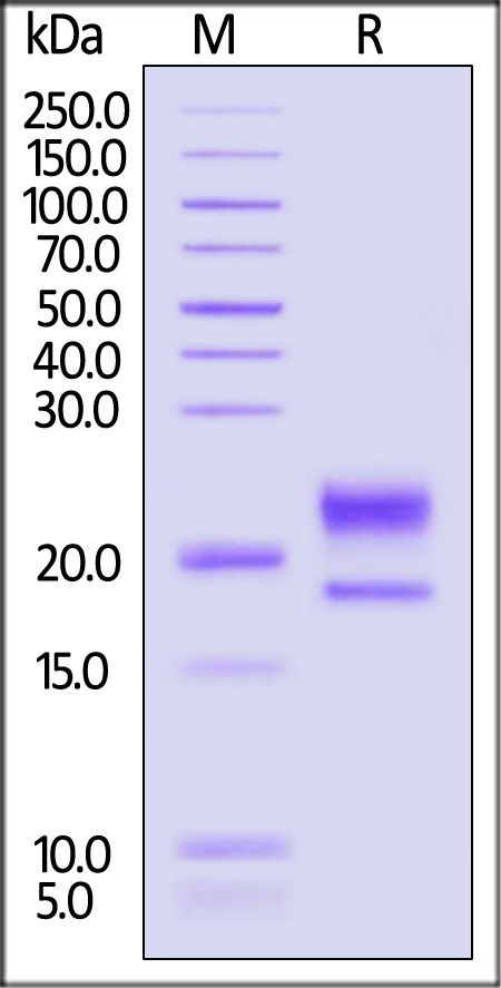 IL1-M52H3-sds