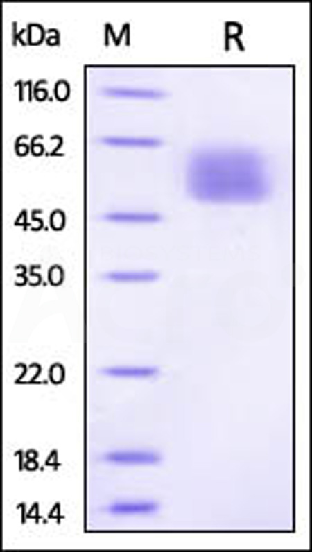 IL1-M52H7-sds