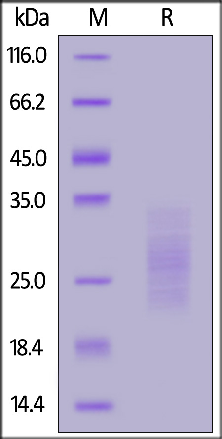 IL1-M82Q9-sds