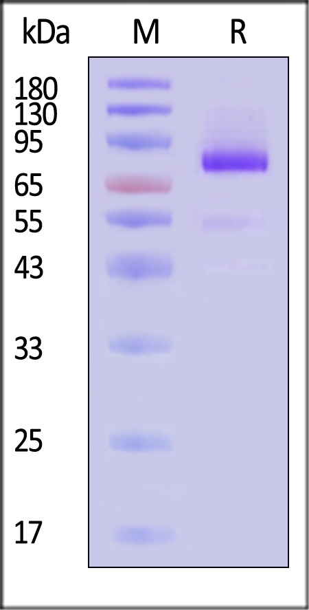 IL2-H4256-sds