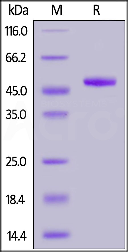 IL2-H5259-sds