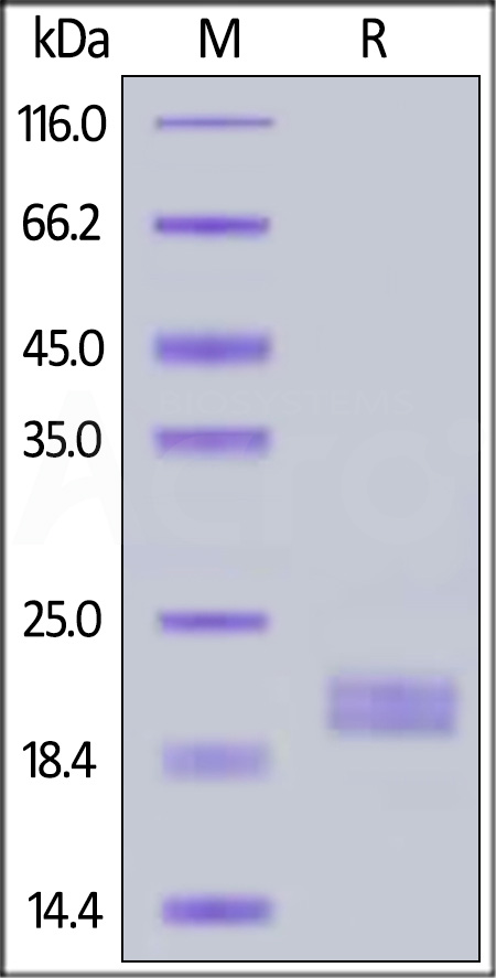 IL2-H82E4-sds