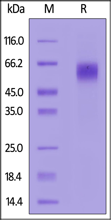 IL2-H82E9-sds