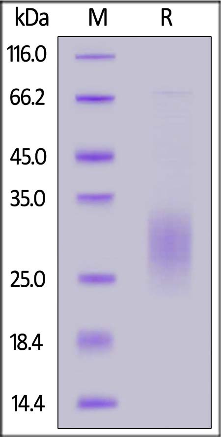 IL3-H52H9-sds