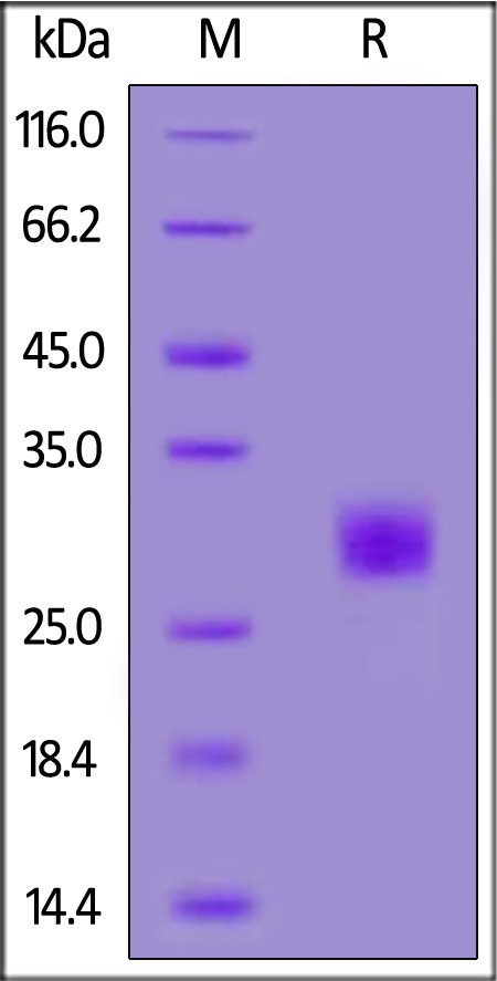 IL3-H82H5-sds