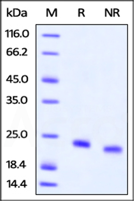 IL-4 SDS-PAGE