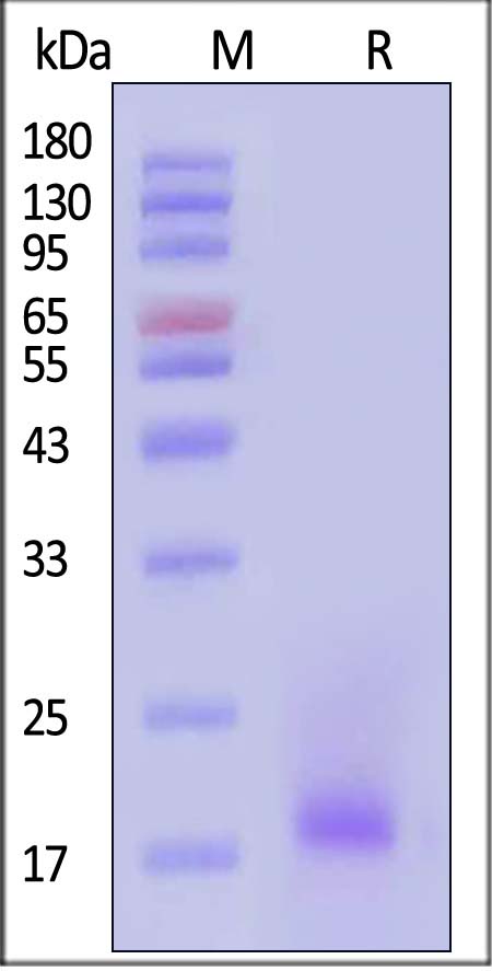 IL4-M52H5-sds