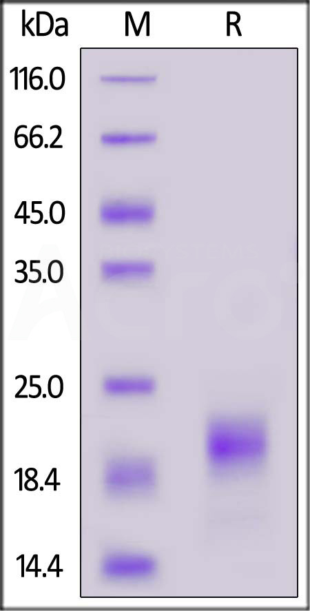 IL5-C52H3-sds