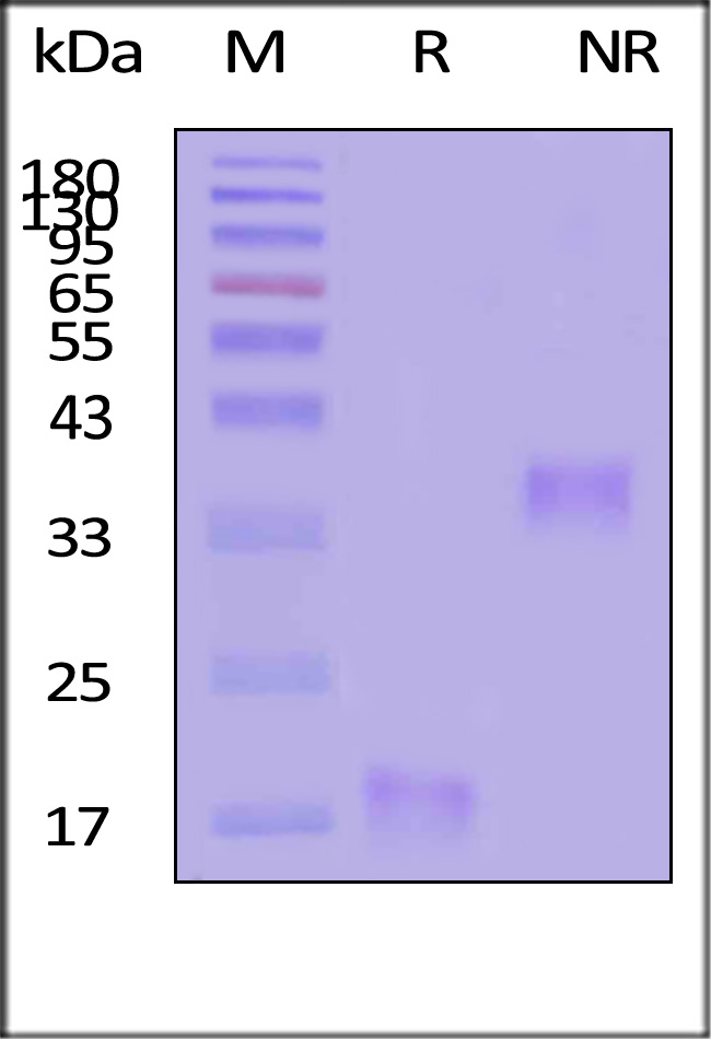 IL5-H5214-sds