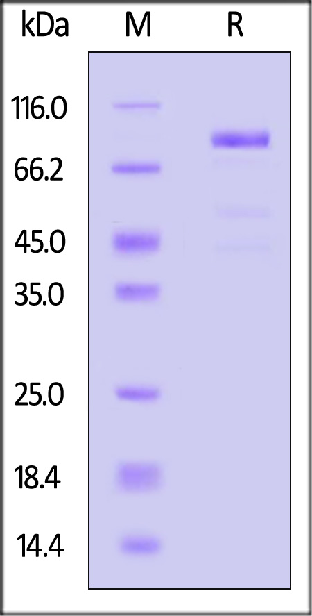 IL5-H5259-sds