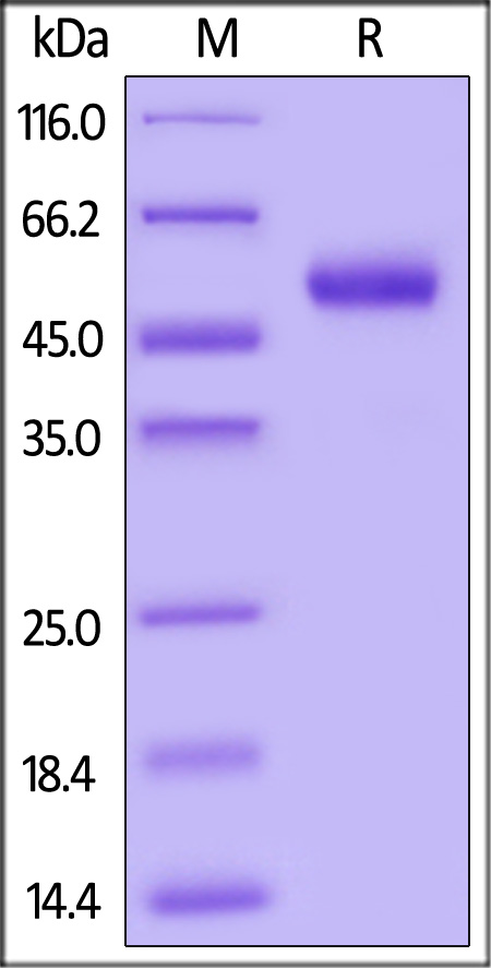 IL5-H82F3-sds