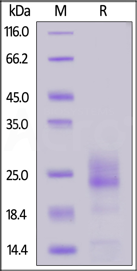 IL-5 SDS-PAGE