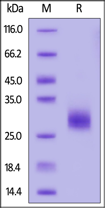 IL6-C5249-sds