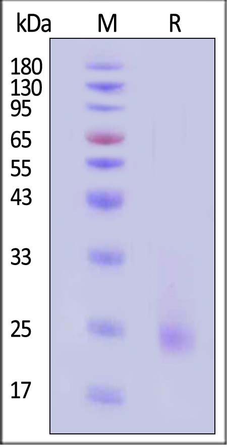 IL-6 SDS-PAGE