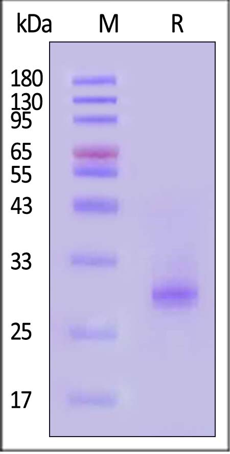 IL6-H82Q9-sds