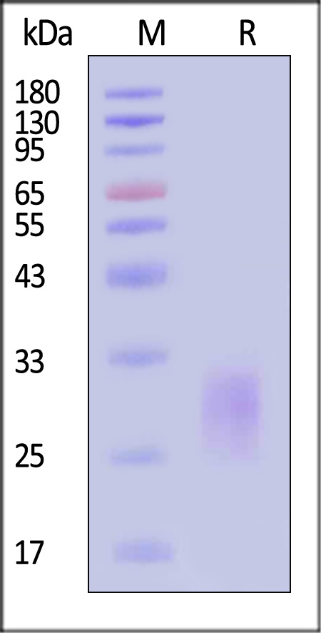 IL6-M5245-sds