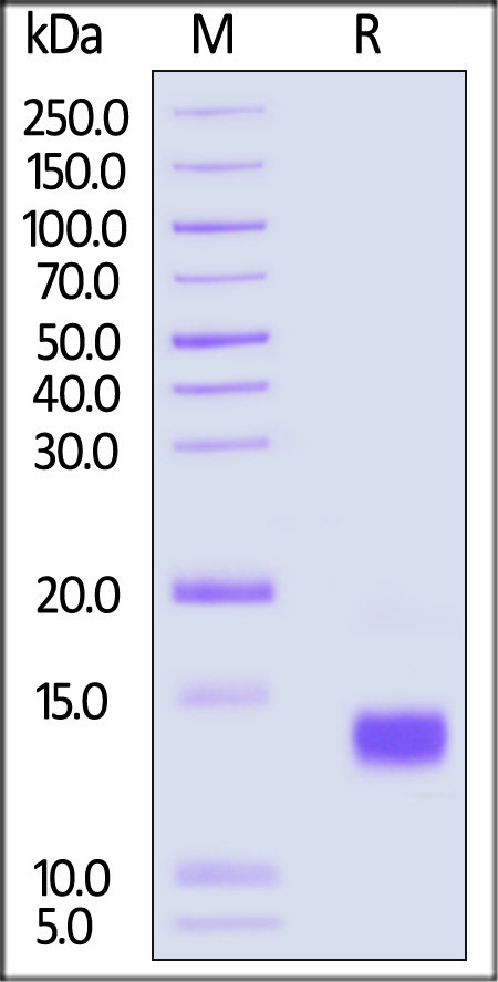 IL8-C52H4-sds