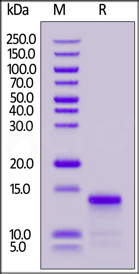 IL8-H82H3-sds