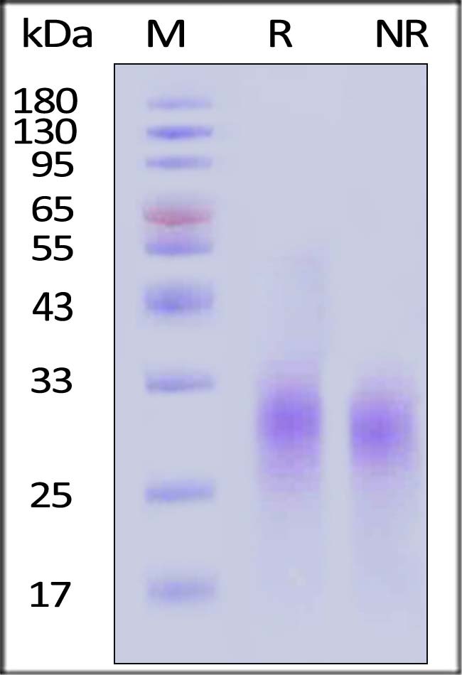 IL9-H5214-sds