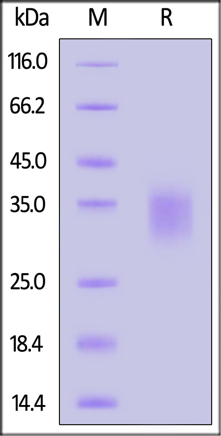 IL9-H52H9-sds