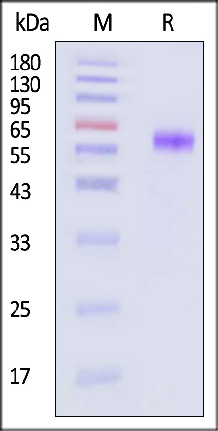 IL-5 R alpha SDS-PAGE