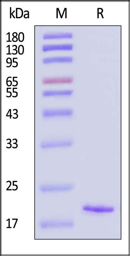 IL-1 beta SDS-PAGE