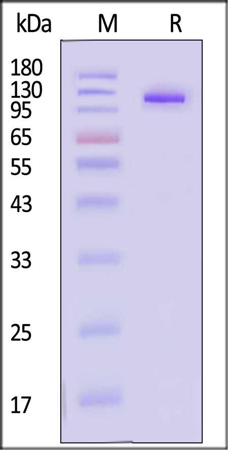 ILB-C5253-sds