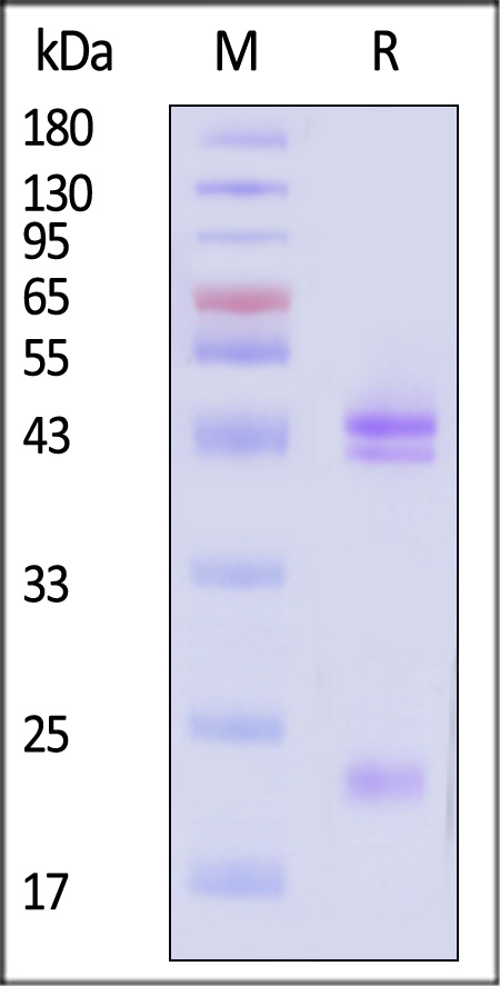 ILB-CM52W8-sds