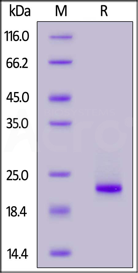 ILB-H5141-sds