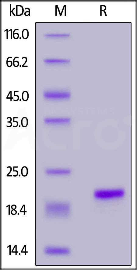 ILB-H51H3-sds