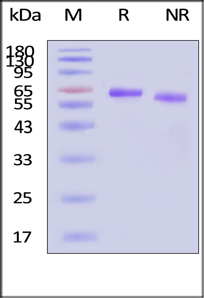 IL23A & IL12B SDS-PAGE