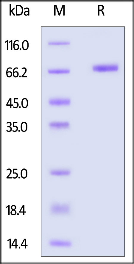 ILB-H5251-sds