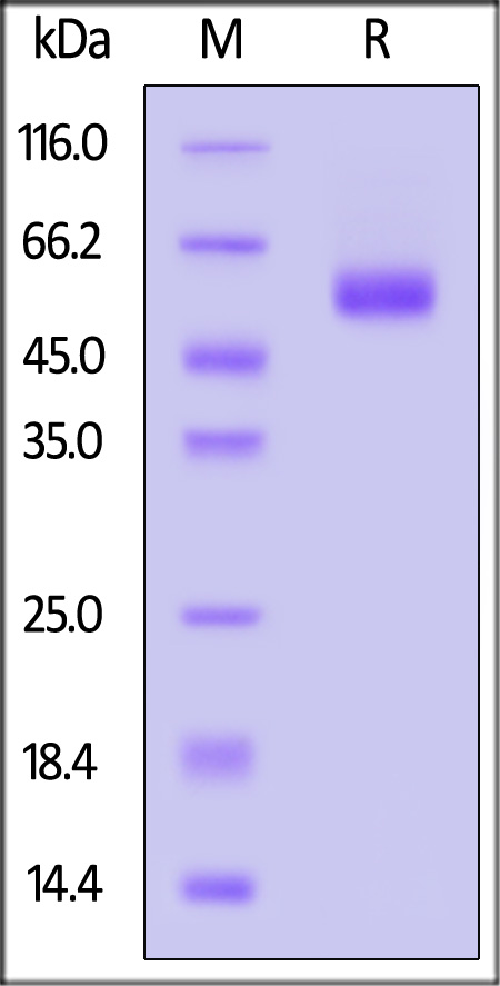 ILB-H52H8-sds