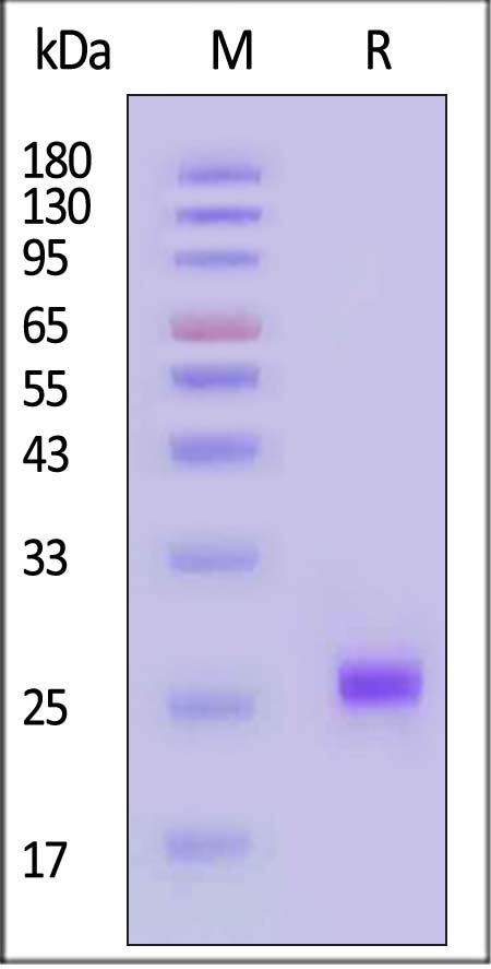 ILB-H82E9-sds