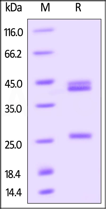 ILB-H82W6-sds