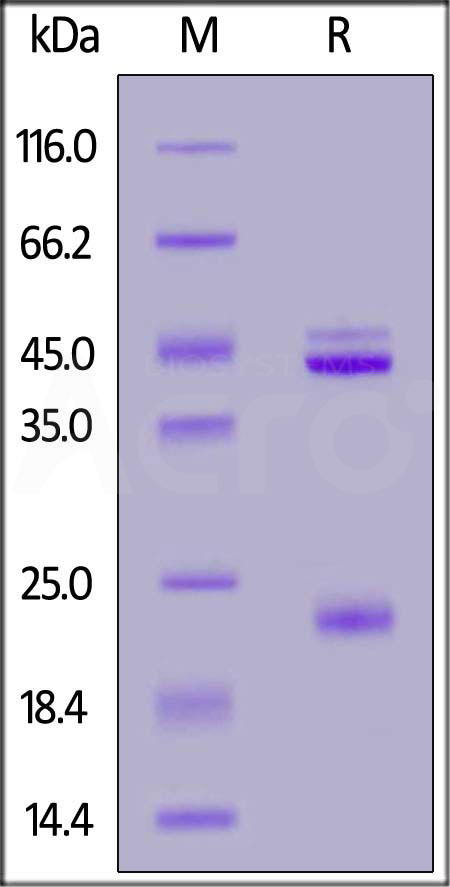 IL23A & IL12B SDS-PAGE